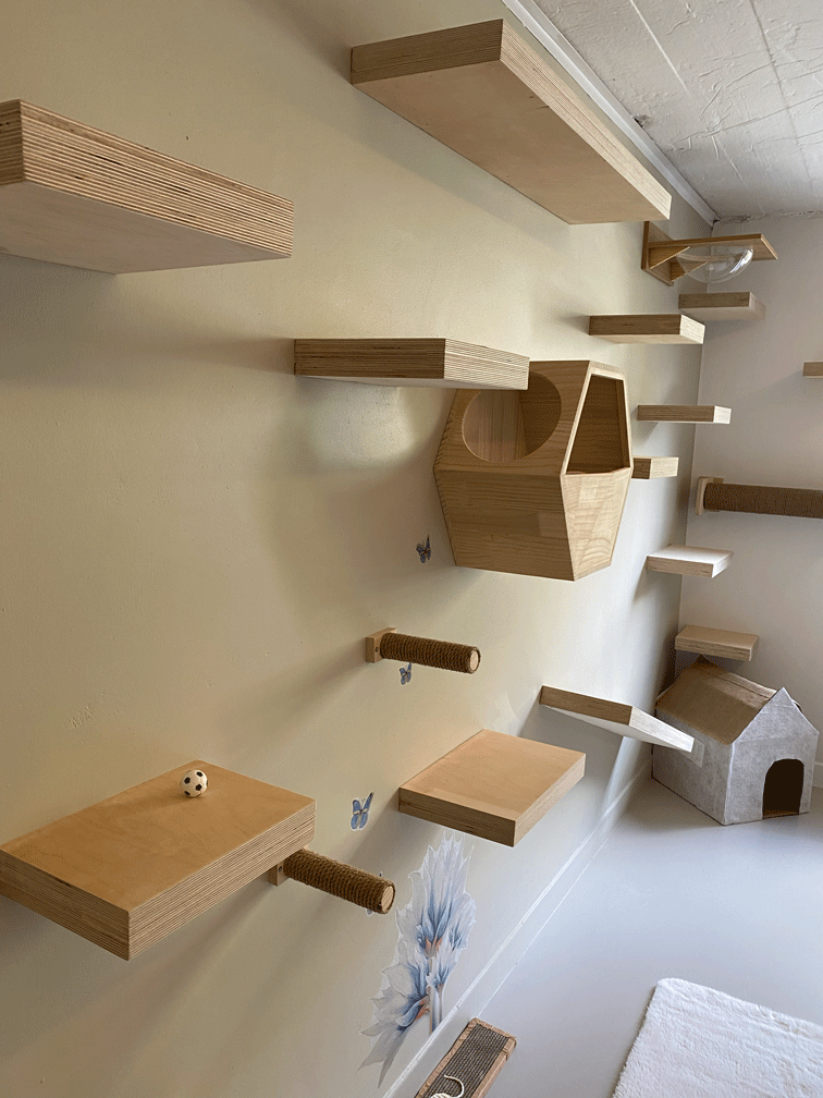 kattenhotel catland speelruimte klimmogelijkheden